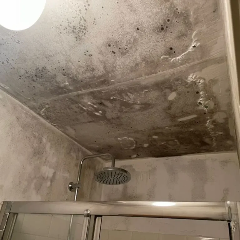 schimmelverwijdering